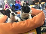 Mall Of İstanbul Blue Tan Fransiz Bulldog Orijinal Garantili