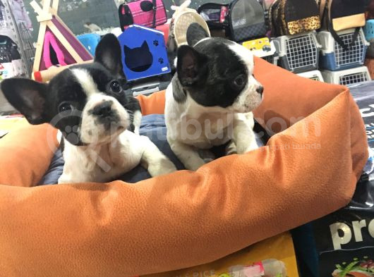Mall Of İstanbul Blue Tan Fransiz Bulldog Orijinal Garantili görsel