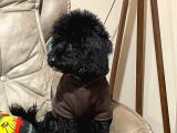 5 Aylık Temel Eğitimli Siyah Orjinal Toy Poodle Yavru Köpek