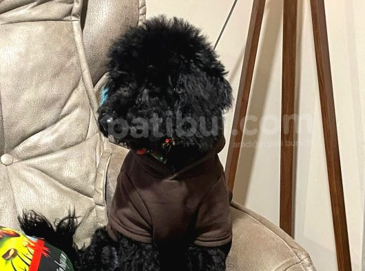 5 Aylık Temel Eğitimli Siyah Orjinal Toy Poodle Yavru Köpek görsel