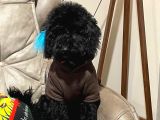 5 Aylık Temel Eğitimli Siyah Orjinal Toy Poodle Yavru Köpek