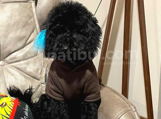 5 Aylık Temel Eğitimli Siyah Orjinal Toy Poodle Yavru Köpek görsel