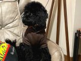 5 Aylık Temel Eğitimli Siyah Orjinal Toy Poodle Yavru Köpek