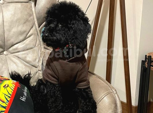 5 Aylık Temel Eğitimli Siyah Orjinal Toy Poodle Yavru Köpek görsel