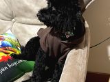 5 Aylık Temel Eğitimli Siyah Orjinal Toy Poodle Yavru Köpek