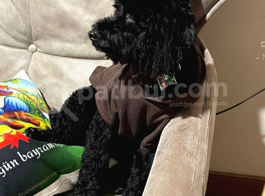 5 Aylık Temel Eğitimli Siyah Orjinal Toy Poodle Yavru Köpek görsel