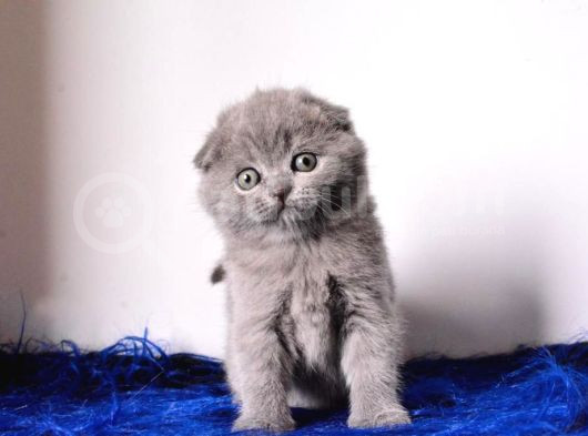 Eşsiz Kalitede Gri Scottish Fold
