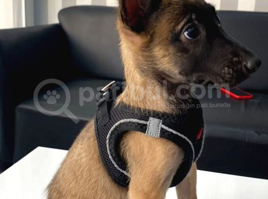 Ruhsatlı Çiftliğimizden Safkan Malinois Kurdu Yavrular