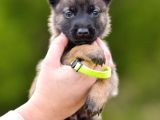 Ruhsatlı Çiftliğimizden Safkan Malinois Kurdu Yavrular