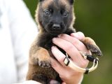 Ruhsatlı Çiftliğimizden Safkan Malinois Kurdu Yavrular