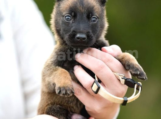 Ruhsatlı Çiftliğimizden Safkan Malinois Kurdu Yavrular görsel