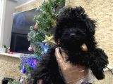 İstanbulda Tek Orijinal Toypoodle Yavrumuz