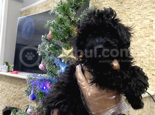 İstanbulda Tek Orijinal Toypoodle Yavrumuz görsel