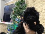 İstanbulda Tek orijinal Toypoodle yavrumuz