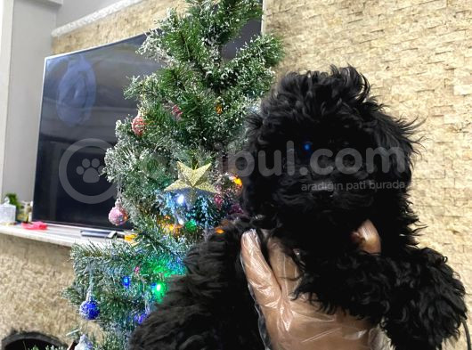 İstanbulda Tek Orijinal Toypoodle Yavrumuz