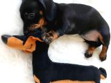 Safkan Dakhund Köpek Yavruları