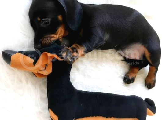 Safkan Dakhund Köpek Yavruları