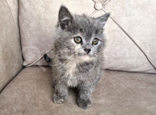 Minik Ponçik görsel