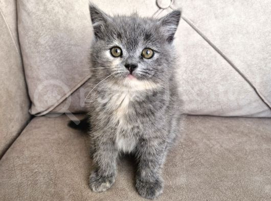 Minik Ponçik