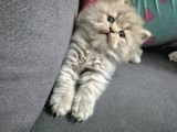 Aile Sıcaklığnda Büyüyen  Scottish Fold British Yvrlr