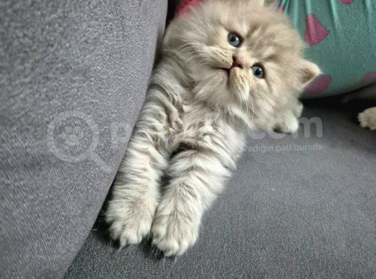 Aile Sıcaklığnda Büyüyen  Scottish Fold British Yvrlr görsel