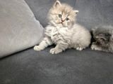 Aile Sıcaklığnda Büyüyen  Scottish Fold British Yvrlr