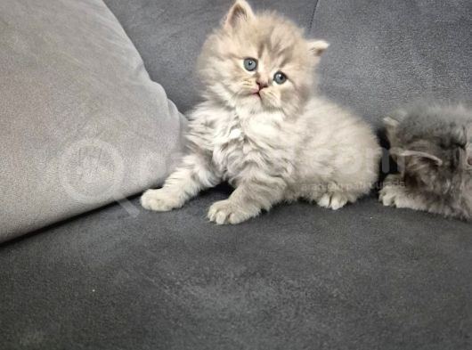 Aile Sıcaklığnda Büyüyen  Scottish Fold British Yvrlr görsel