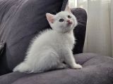 Aile Sıcaklığnda Büyüyen  Scottish Fold British Yvrlr