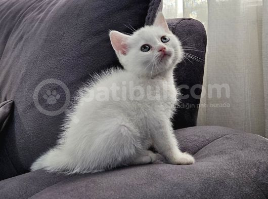 Aile Sıcaklığnda Büyüyen  Scottish Fold British Yvrlr görsel
