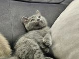 Aile Sıcaklığnda Büyüyen  Scottish Fold British Yvrlr