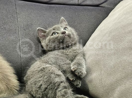 Aile Sıcaklığnda Büyüyen  Scottish Fold British Yvrlr görsel