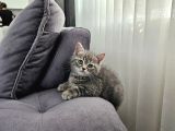 Aile Sıcaklığnda Büyüyen  Scottish Fold British Yvrlr