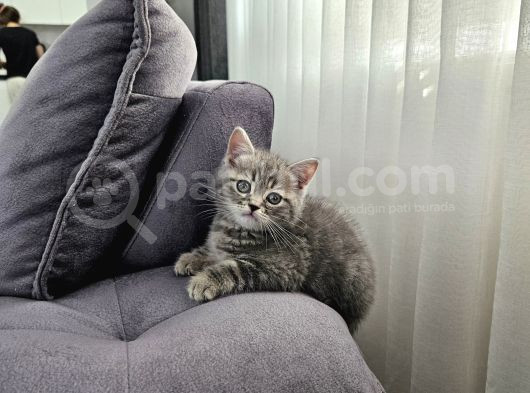 Aile Sıcaklığnda Büyüyen  Scottish Fold British Yvrlr görsel