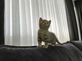 Aile Sıcaklığnda Büyüyen  Scottish Fold British Yvrlr
