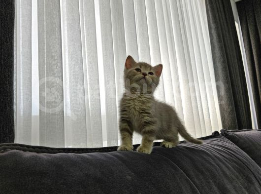 Aile Sıcaklığnda Büyüyen  Scottish Fold British Yvrlr görsel