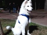 12 Aylık Eğitimli Samoyed