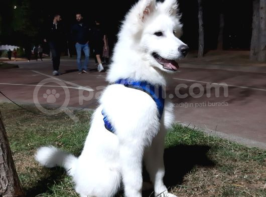 12 Aylık Eğitimli Samoyed görsel