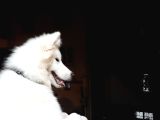 12 Aylık Eğitimli Samoyed