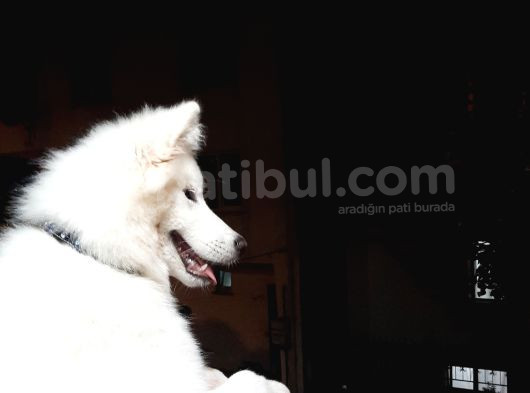 12 Aylık Eğitimli Samoyed görsel