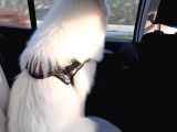 12 Aylık Eğitimli Samoyed