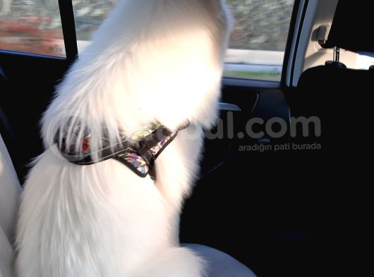 12 Aylık Eğitimli Samoyed görsel