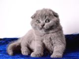Eşsiz Kalitede Gri Scottish Fold