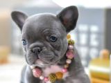 Egzoti̇k Blue French Buldogg Bebekler