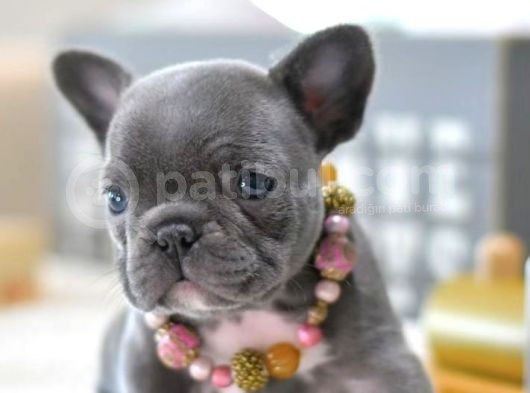 Egzoti̇k Blue French Buldogg Bebekler görsel