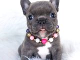 EGZOTİK BLUE FRENCH BULDOGG BEBEKLER