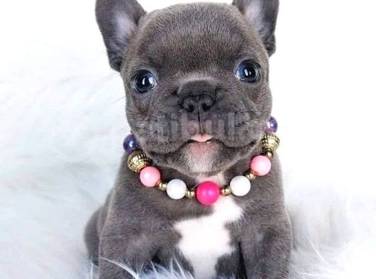 Egzoti̇k Blue French Buldogg Bebekler
