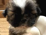 Mini Boy Shih Tzu Bebekler
