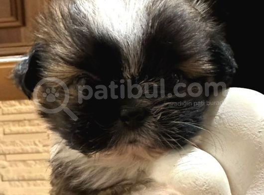 Mini Boy Shih Tzu Bebekler görsel