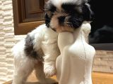 Mini Boy Shih Tzu Bebekler