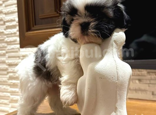 Mini Boy Shih Tzu Bebekler görsel